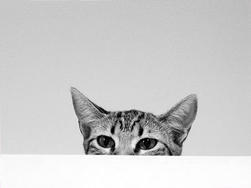 sneaky kitty.jpg